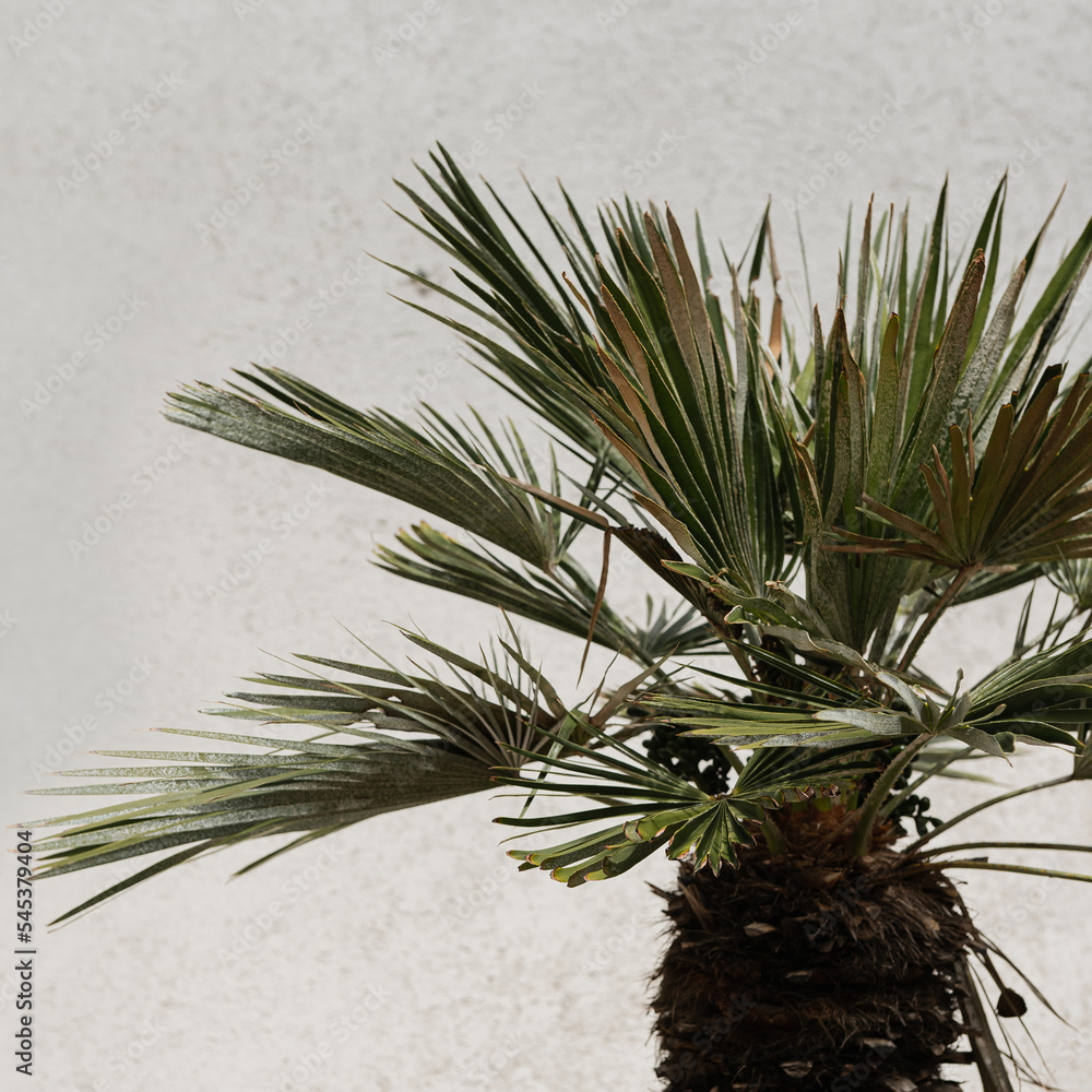 Fototapeta premium Tropical exotic palm tree on white background. Aesthetic minimal floral composition