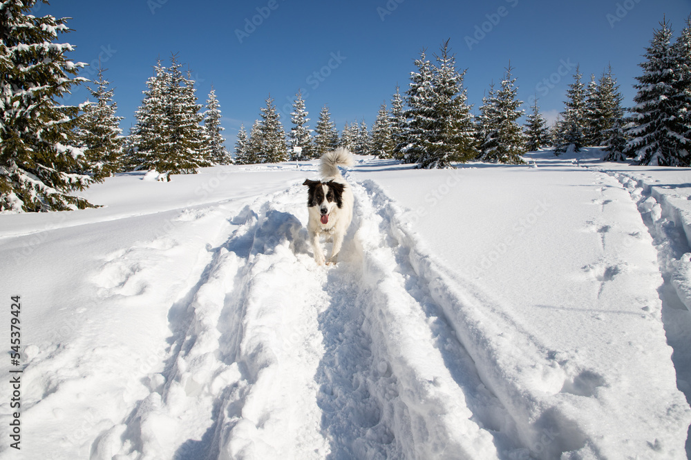 happy white dog in big snow in winter