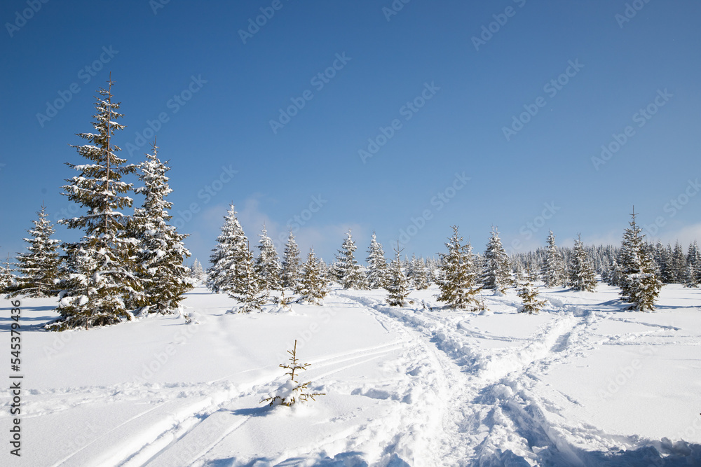 beautiful winter landscape with snowy fir trees