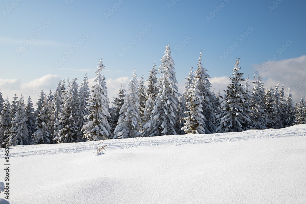 beautiful winter landscape with snowy fir trees