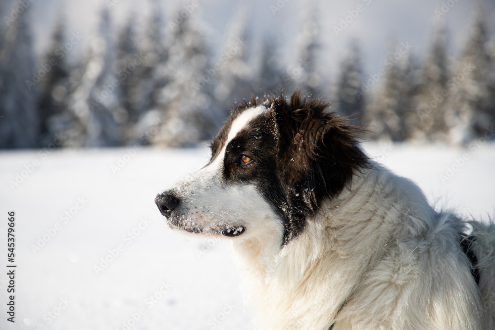 happy white dog in big snow in winter happy white dog in big snow in winter