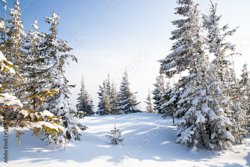 beautiful winter landscape with snowy fir trees