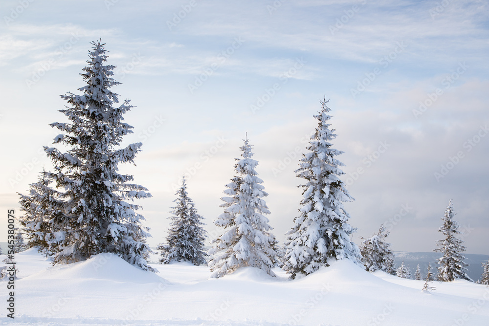 beautiful winter landscape with snowy fir trees beautiful winter landscape with snowy fir trees