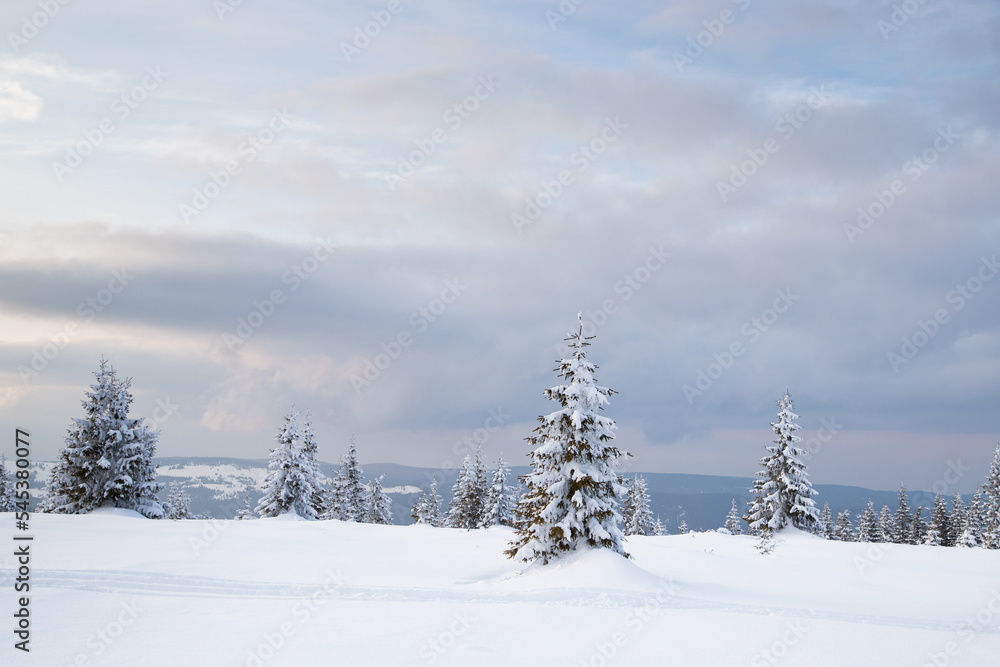 beautiful winter landscape with snowy fir trees beautiful winter landscape with snowy fir trees