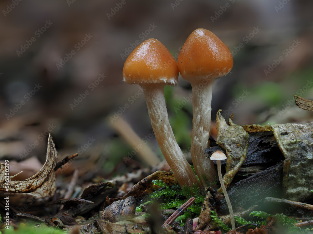 Fototapeta premium Pilze im Eifelwald