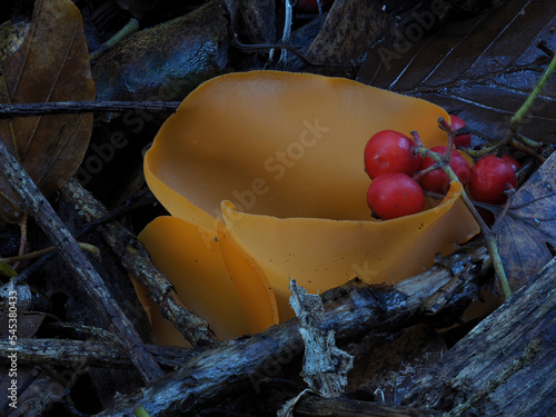 Orangeroter Becherling  (Aleuria aurantia) photo