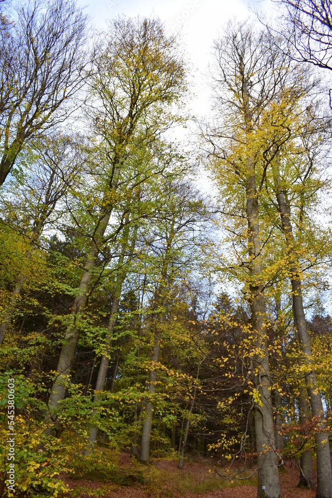Herbstwald in der Eifel