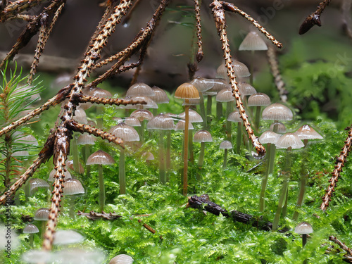 Pilze im Moos am Waldboden © Lothar Lenz