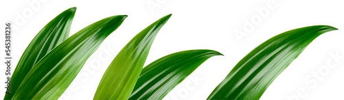 Tropic leaves. Exotic leaf isolate. Pineapple leaf on white background. Coconut leaf collection with clipping path. Full depth of field.