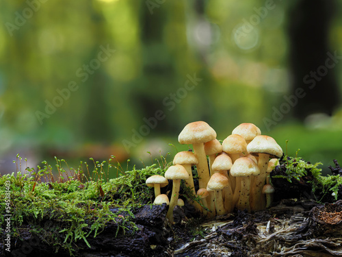 Graublättriger oder Rauchblättrigre Schwefelkopf (Hypholoma capnoides) photo