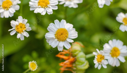 Chamomile medicinal flower close-up on a green background in summer
