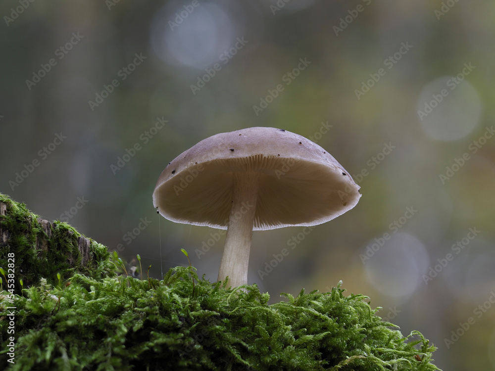 Fototapeta premium Pilz im. Eifelwald