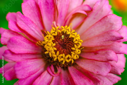 Tsinia flowers close-up on a green background in summer