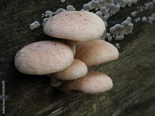 Orangerötlicher Adernseitling (Rhodotus palmatus) photo