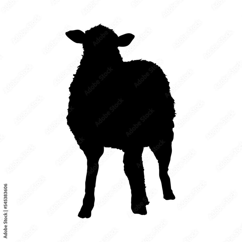 Naklejka premium silhouette of sheep
