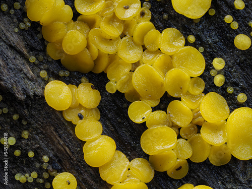 Zitronengelbes Reisigbecherchen (BISPORELLA CITRINA) , photo