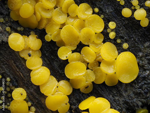 Zitronengelbes Reisigbecherchen (BISPORELLA CITRINA) , photo