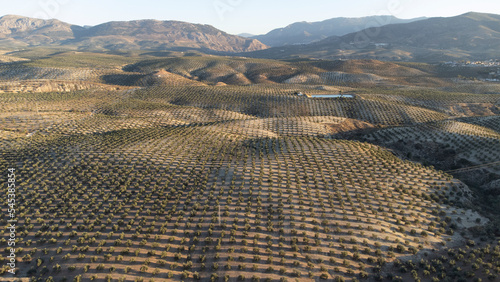 Foto aerea de un campo de olivos en Jaén.