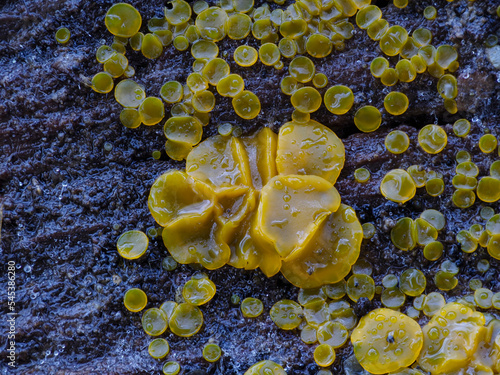 Zitronengelbes Reisigbecherchen (BISPORELLA CITRINA) photo