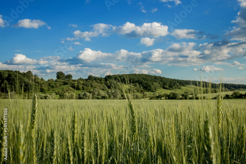 Green wheat field against the background of hot summer sun and blue sky with white clouds. Beautiful summer landscape