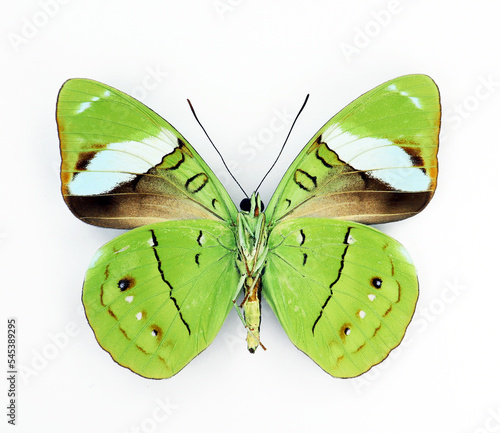 Green butterfly isolated on white, Nessaea aglaura macro close up, nymphalidae, collection butterflies, entomology photo