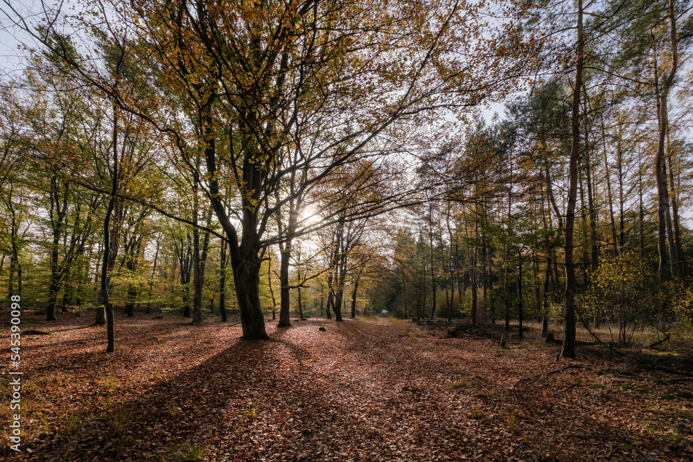 Nature reserve Sallandse Heuvelrug