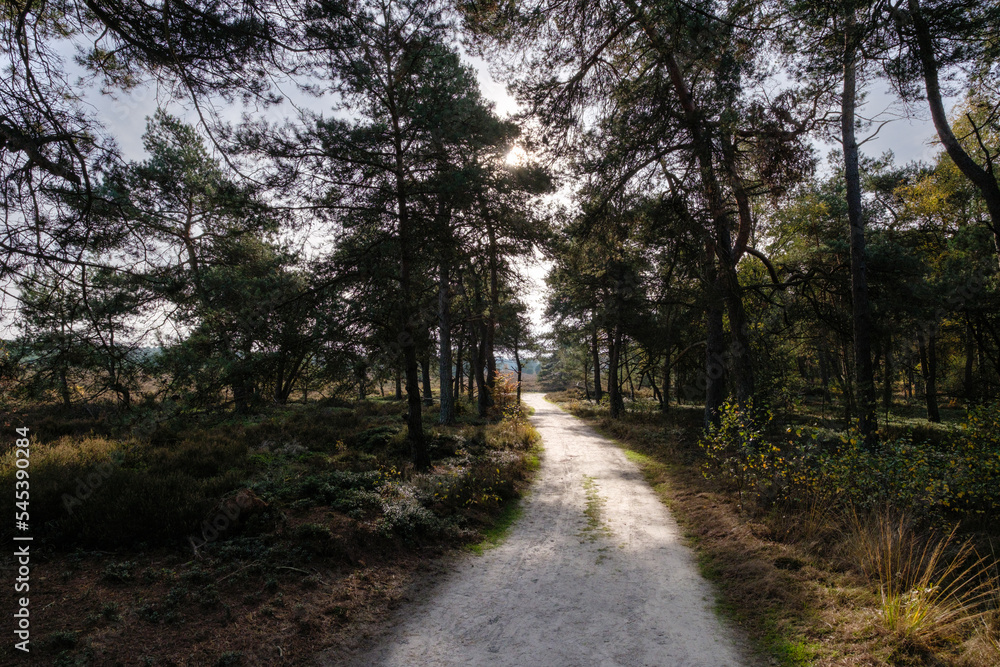Naklejka premium Nature reserve Sallandse Heuvelrug