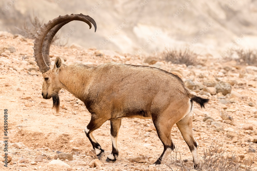 The Nubian ibex (Capra nubiana) is a desert-dwelling goat species found in mountainous areas of Algeria, Egypt, Ethiopia, Eritrea, Israel, Jordan, Lebanon, Oman, Saudi Arabia, Sudan, and Yemen. The Nubian ibex (Capra nubiana) is a desert-dwelling goat species found in mountainous areas of Algeria, Egypt, Ethiopia, Eritrea, Israel, Jordan, Lebanon, Oman, Saudi Arabia, Sudan, and Yemen.