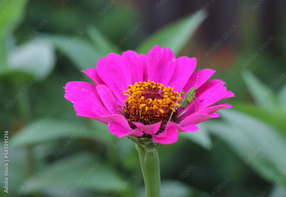 Pink Zinnia Flower With Green Bush Cricket on Petals Pink Zinnia Flower With Green Bush Cricket on Petals