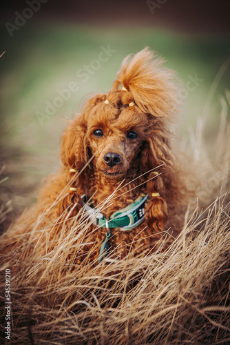 Beautiful red poodle in the colorful background. Dog in action. Toy poodle	outside
