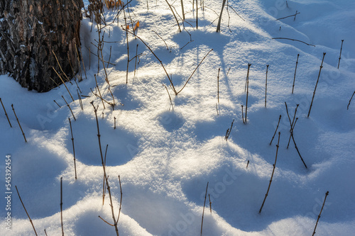 Sunlight on freshly fallen snow in the forest. Pattern and texture of snowdrifts