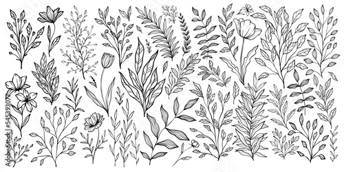 Set of branch and leaves collection. Floral hand drawn vintage set. Sketch line art illustration. Element design