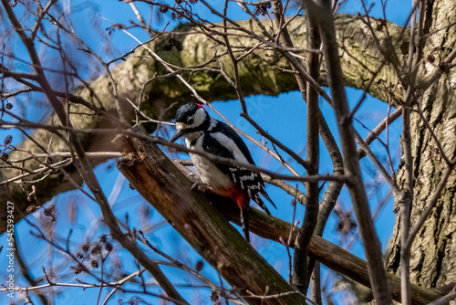 Woodpecker on the tree © PQ