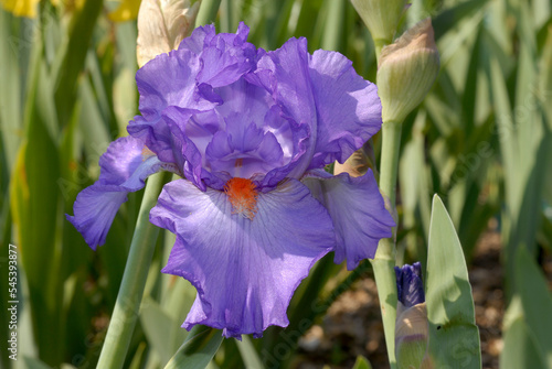 Grand iris, Iris germanica 'Douce France'