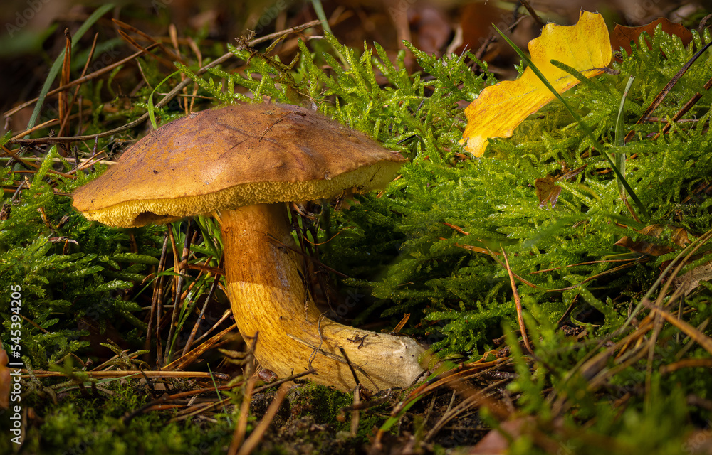 Fototapeta premium maronen-röhrling auf moosboden mit herbstlaub