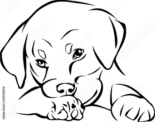 Puppy drawing