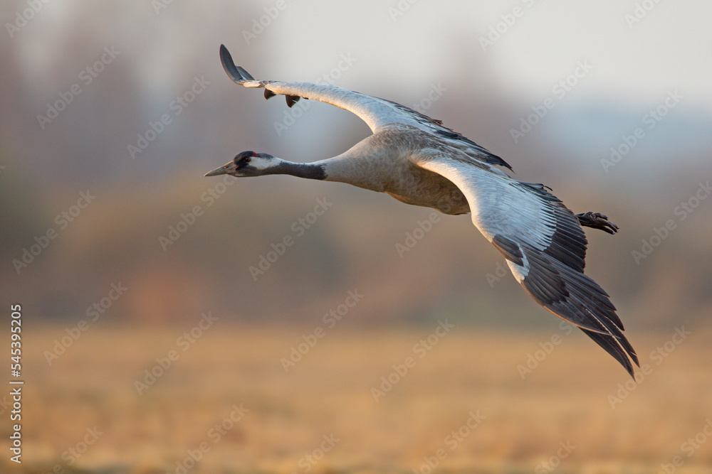 Żuraw zwyczajny, żuraw popielaty, żuraw szary (Grus grus) Żuraw zwyczajny, żuraw popielaty, żuraw szary (Grus grus)