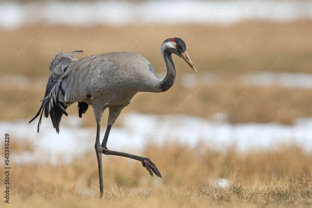 Fototapeta premium Żuraw zwyczajny, żuraw popielaty, żuraw szary (Grus grus)