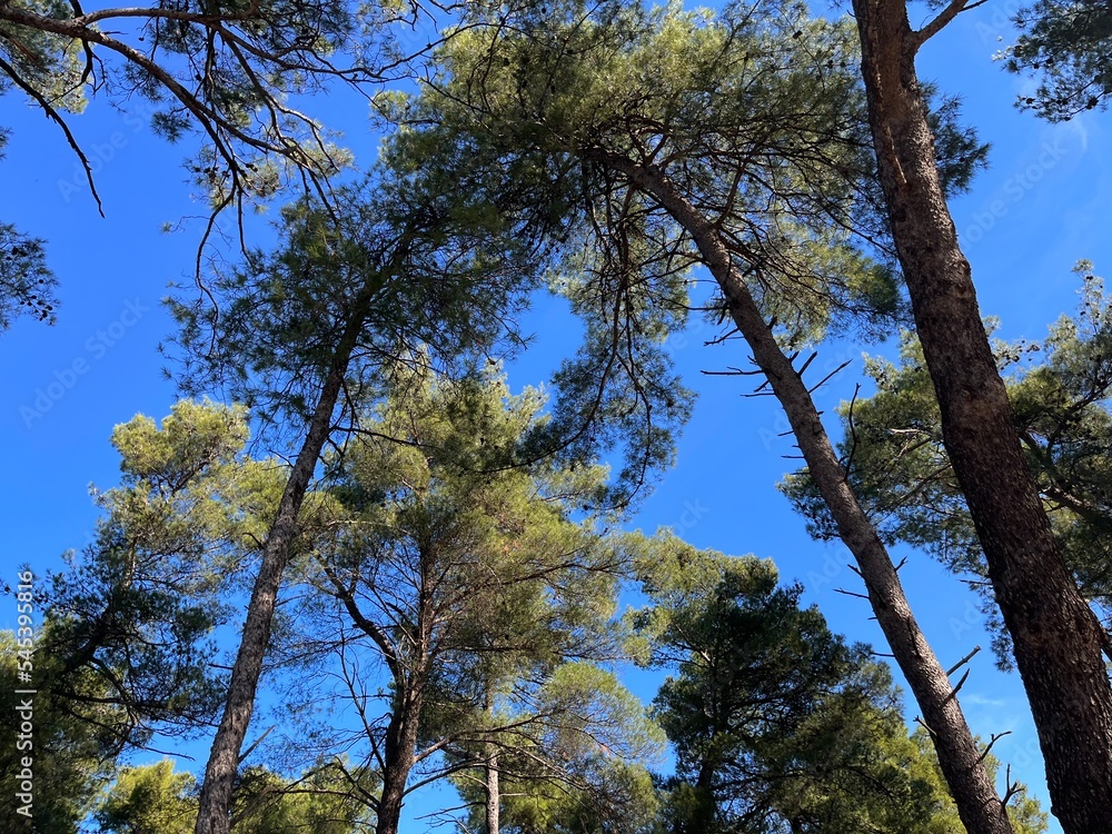 Obraz premium trees and sky