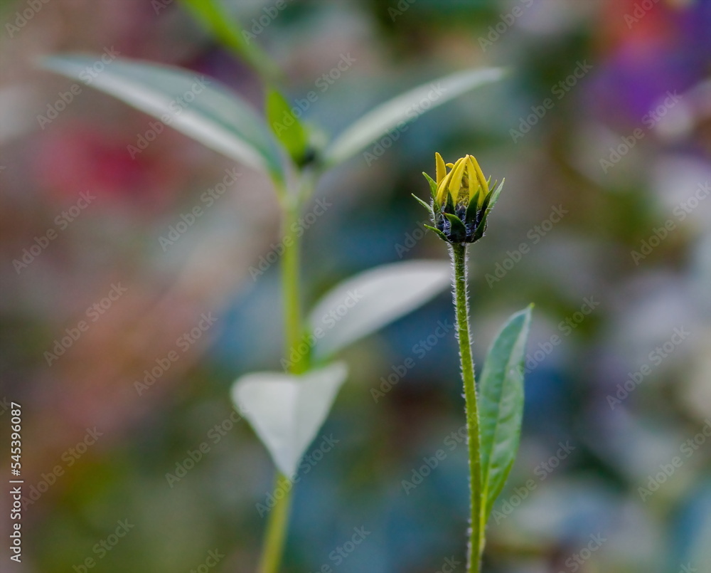 Jerusalem Artichoke flower close-up on a green background in summer