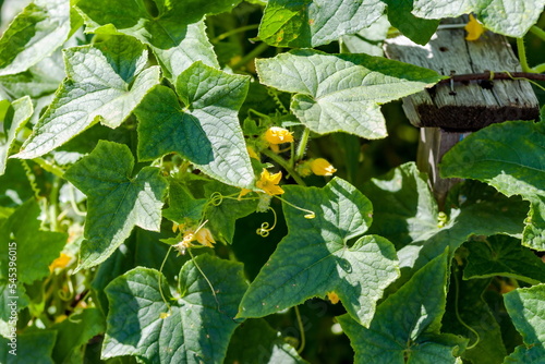 Cucumber flower close-up on a green background in summer