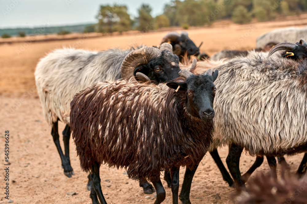 Obraz premium Lüneburger Heide