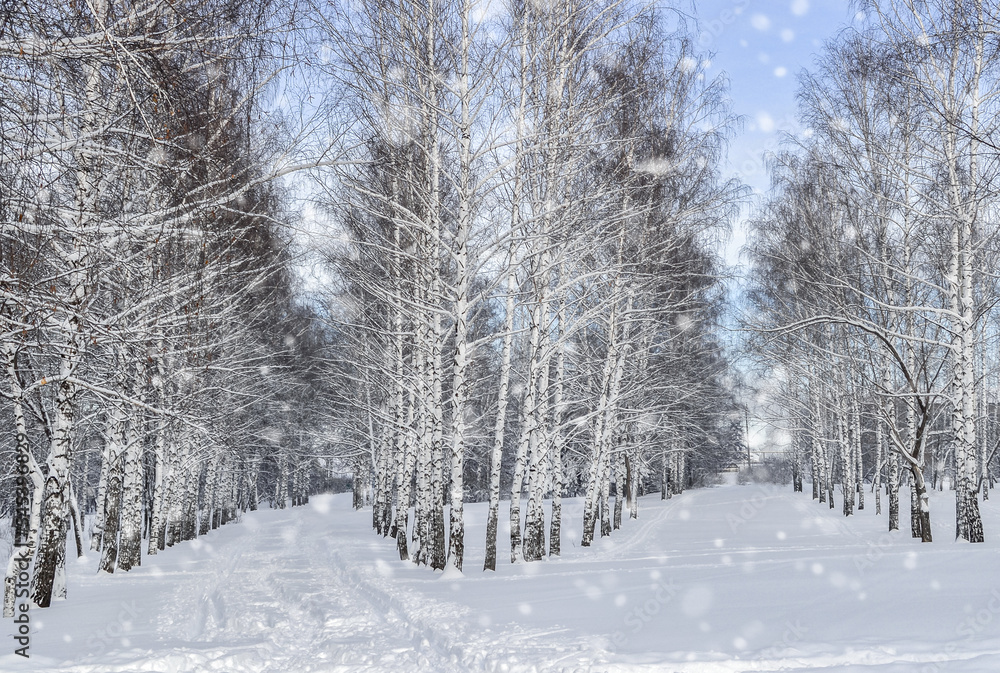 Fototapeta premium Birch park under the snow.