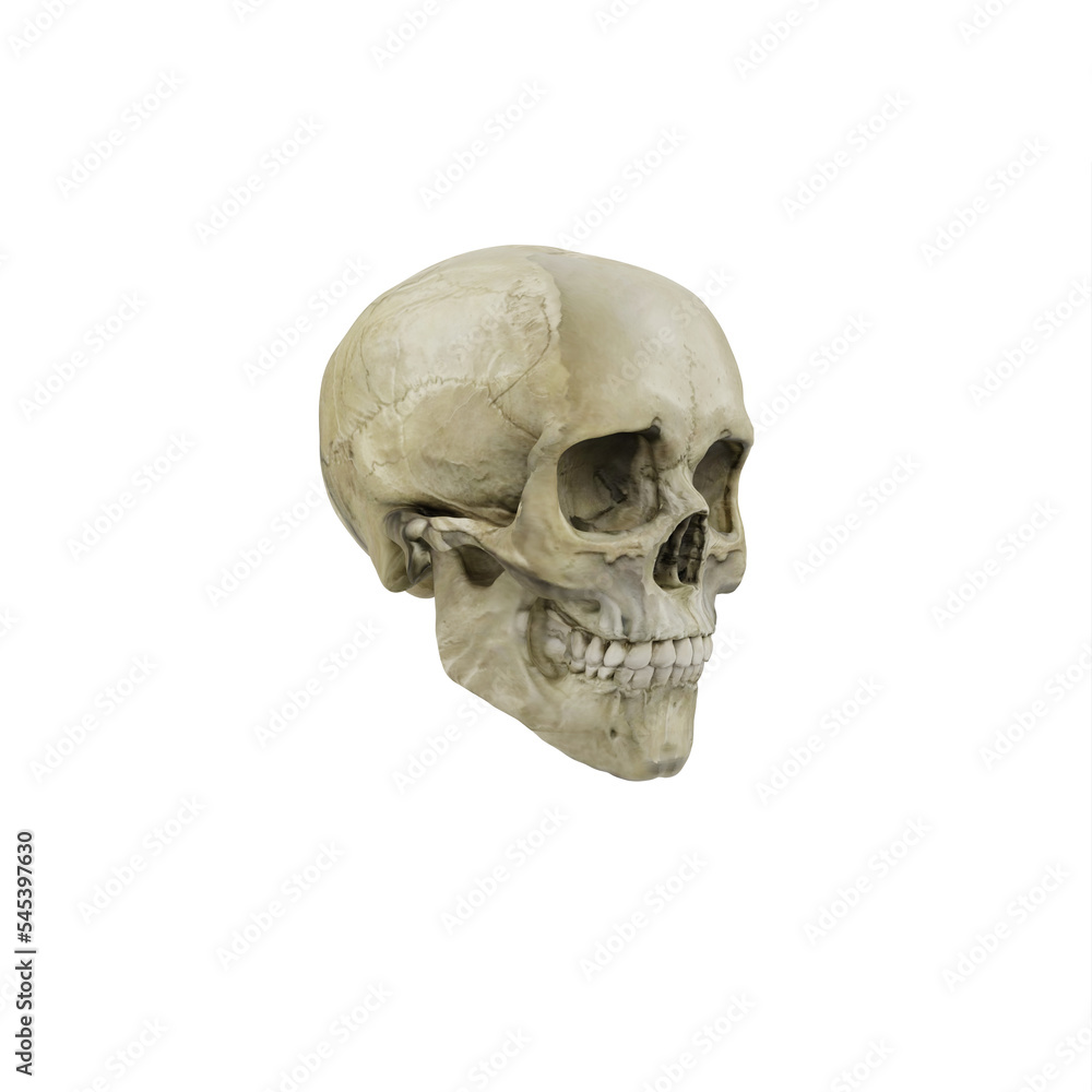 Female skull perspective view Female skull perspective view
