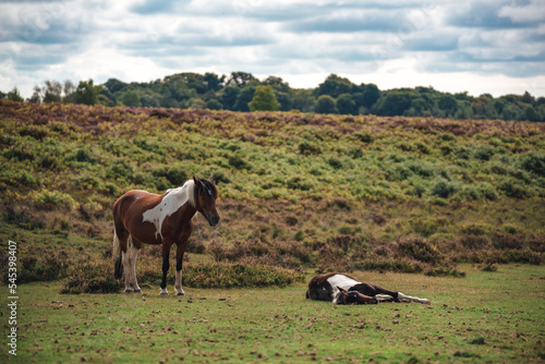 horses in the field © Aaron & Wera