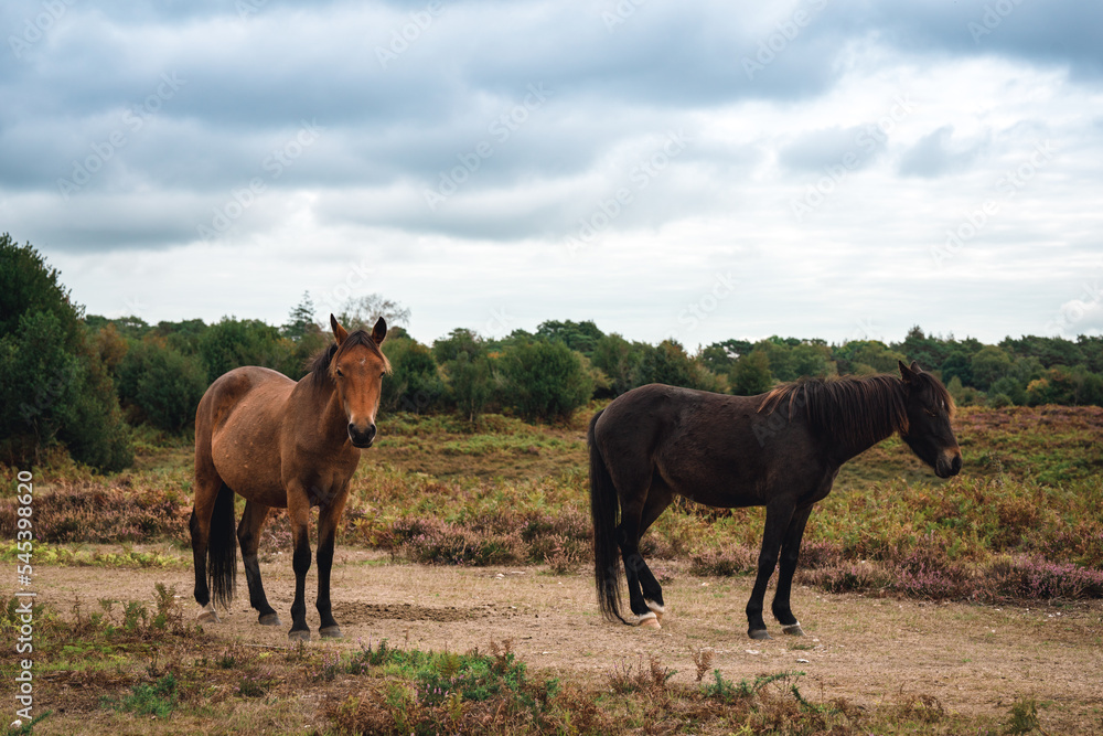 horses on the meadow horses on the meadow