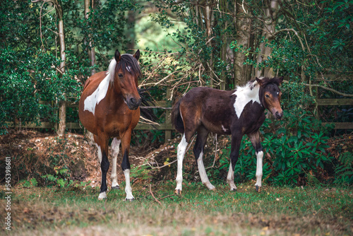 horse and foal in a field