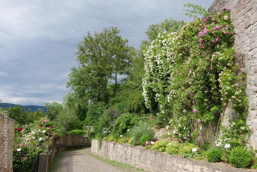 Fototapeta premium Rosengarten Schloss Spangenberg