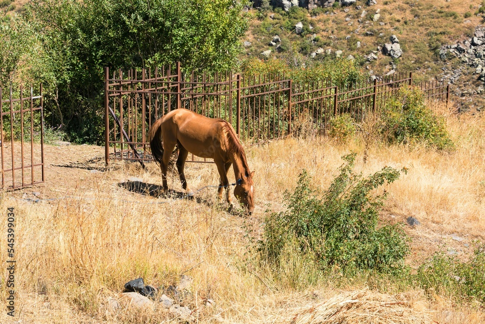 Bay horse in the mountains of the Caucasus near the old fence. Bay horse in the mountains of the Caucasus near the old fence.
