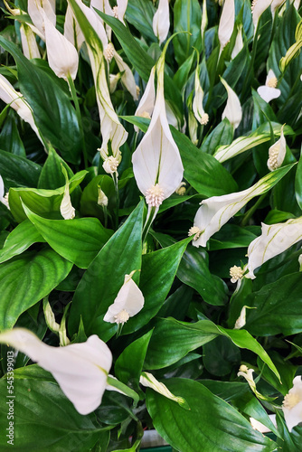 Spathiphyllum flower, single leaf, Many white flowers in shop, background texture of a flowering plant.